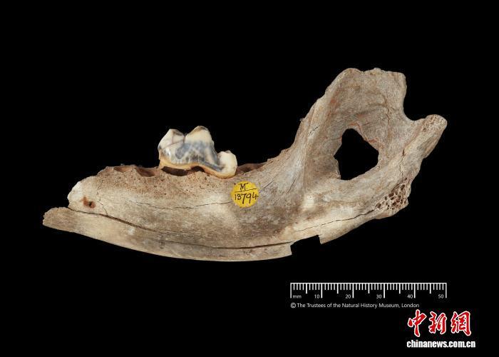 欧洲最早犬类何时起源?最新研究称至少在1.42万年前已出现 欧洲最早犬类何时起源?最新研究称至少在1.42万年前已出现