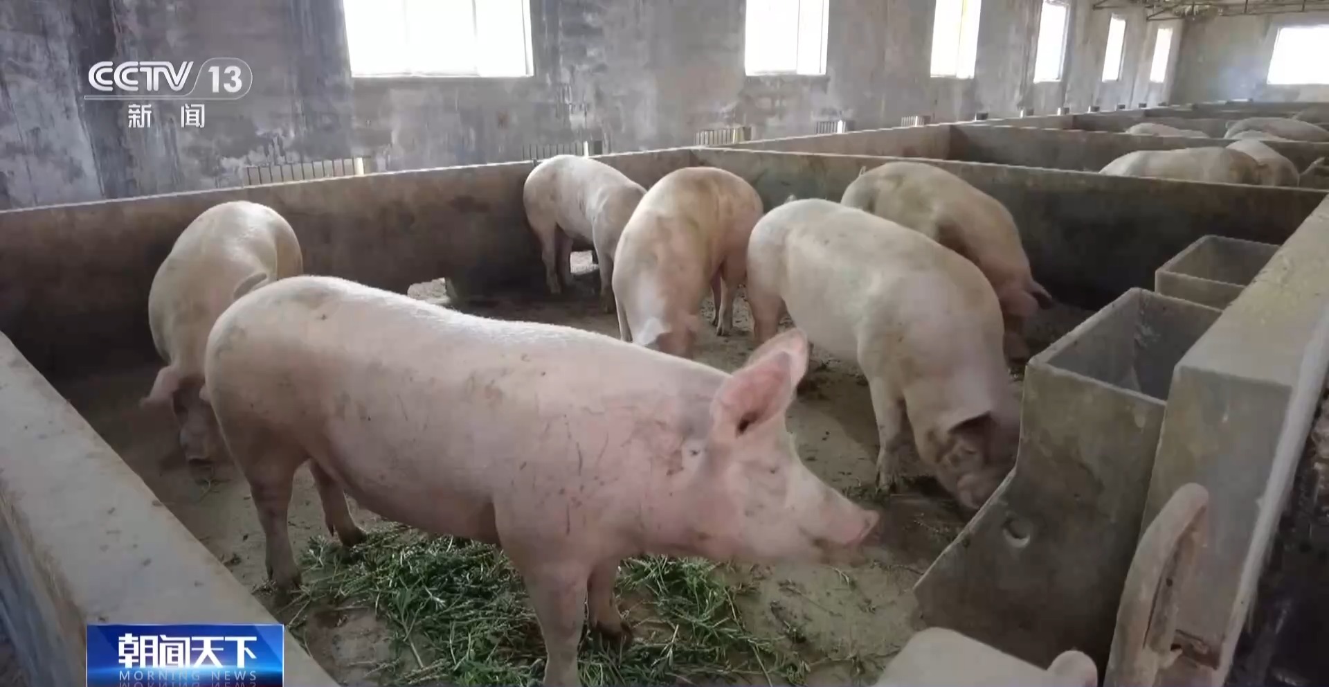 生猪价格为何持续下跌 未来形势如何？专家解读→