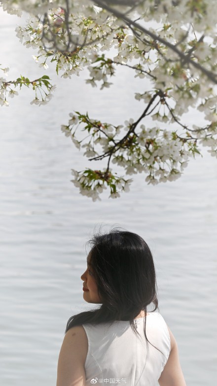 花开如云！北京玉渊潭樱花进入盛花期