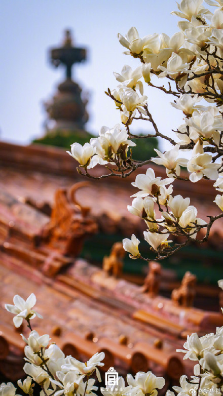 故宫玉兰壁纸上新了
