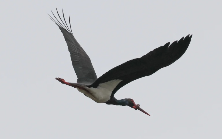 嘴被环形物体套住，黑鹳面临生死危机！多方正想方设法全力救助