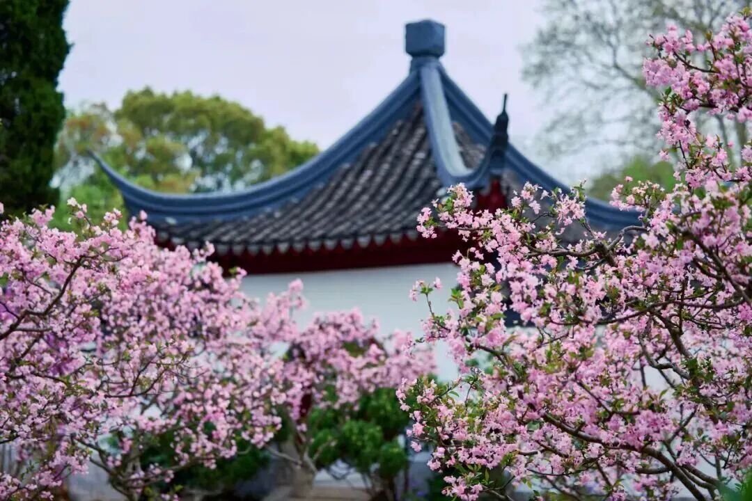 妈妈问我为什么春天总往南京跑