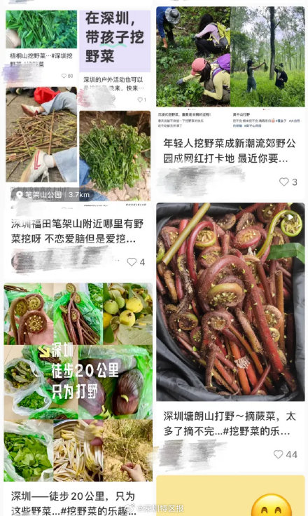 春天 “打野” 热兴起，周末别跟风乱挖！第一批受害者已出现