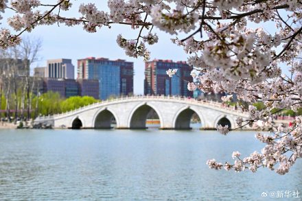 收藏！玉渊潭樱花的春日限定浪漫