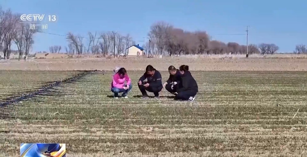 冬小麦田管进入关键期 专家“把脉问诊”促丰收