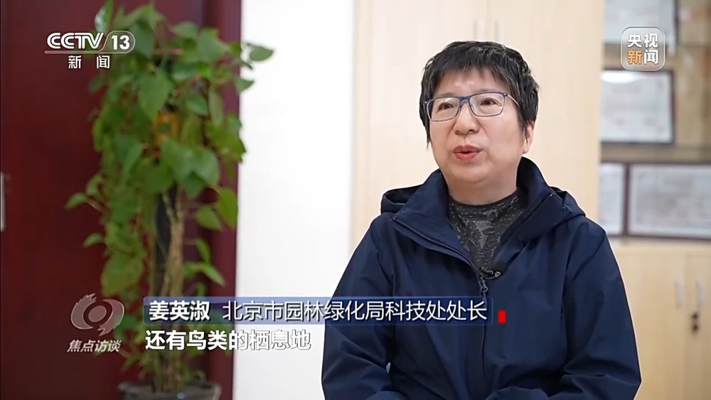 花粉过敏成“隐形烦恼” 生态和健康之间如何找平衡？