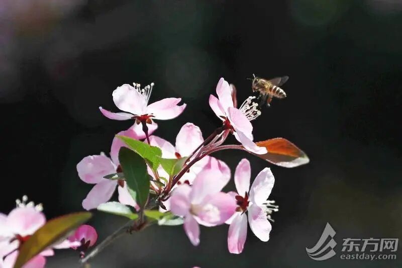 上海今日最高23℃ 明天大反转:大雨+大风+雷电!这场雨要下多久? 上海今日最高23℃ 明天大反转:大雨+大风+雷电!这场雨要下多久?