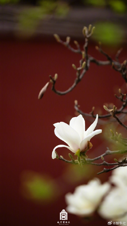 故宫玉兰壁纸上新了
