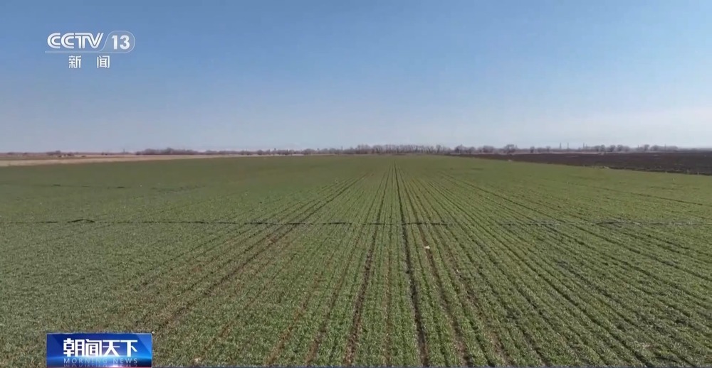 冬小麦田管进入关键期 专家“把脉问诊”促丰收