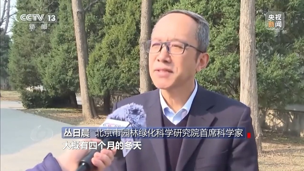 花粉过敏成“隐形烦恼” 生态和健康之间如何找平衡？