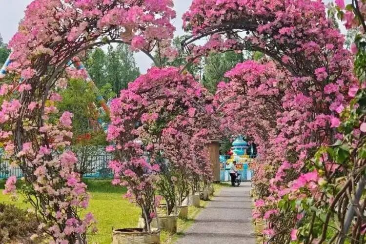 上海首个森林公园里的婚姻登记点启用，多对新人从市区赶来这里领证