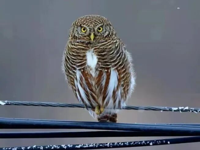 深圳的“猫”为什么这么害羞？最近这位“国宝级”明星火了！网友：好难追！