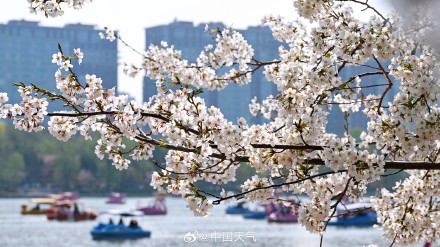 花开如云！北京玉渊潭樱花进入盛花期