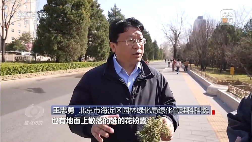 花粉过敏成“隐形烦恼” 生态和健康之间如何找平衡？