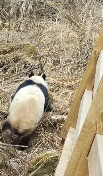 九寨沟栈道上出现野生大熊猫，系2017年地震后首次拍到，已找到其粪便并提取DNA