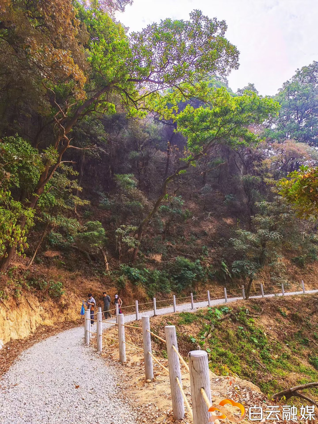 广州这条40公里森林步道，正式开放！