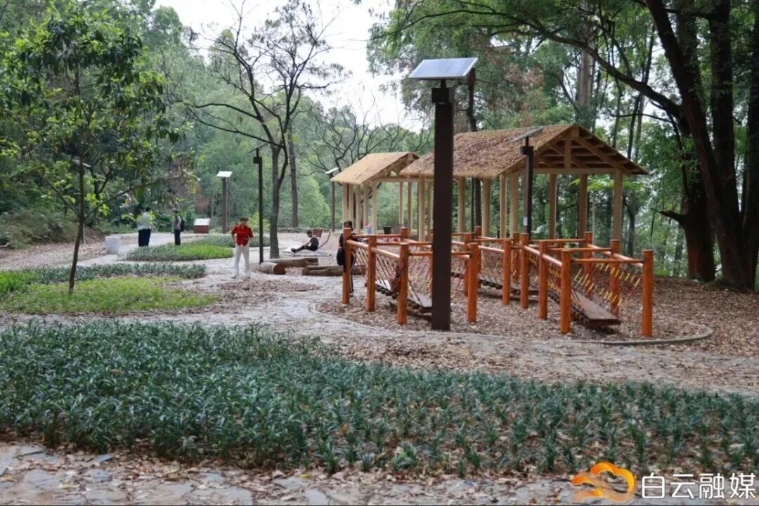 广州这条40公里森林步道，正式开放！