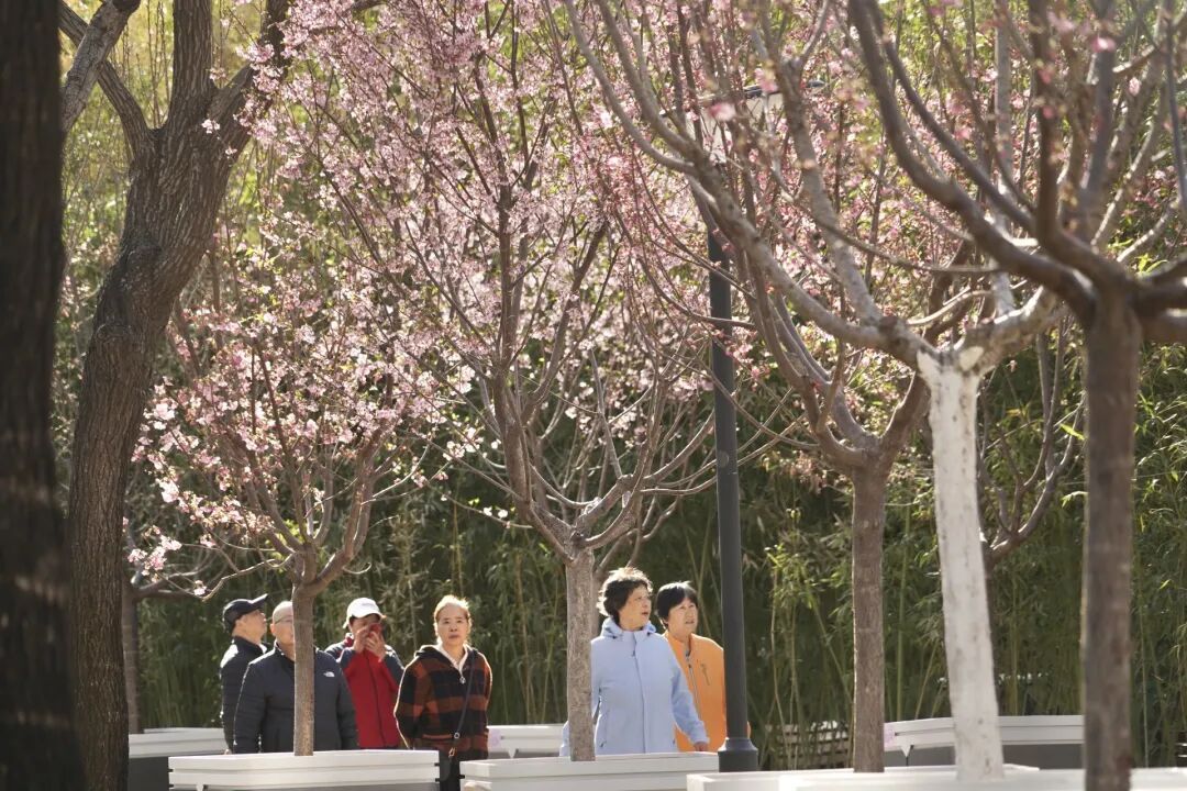 北京首条樱花河！北小河将开通水上巡游，最全攻略来了