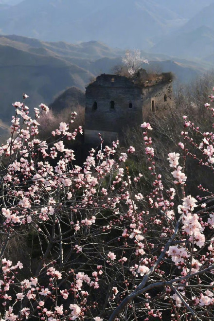 收藏转发！春天就是要到花海里去