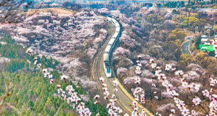 惊艳！北京春日限定花海列车上线