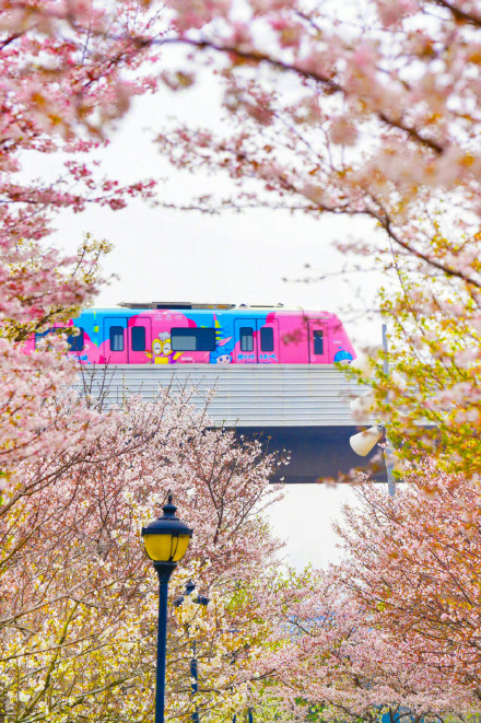 收藏转发！春天就是要到花海里去