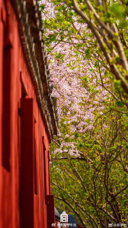 故宫春日壁纸上新了