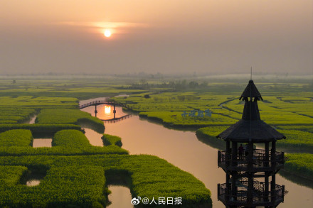 千垛水上油菜花进入观赏期