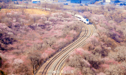 惊艳！北京春日限定花海列车上线