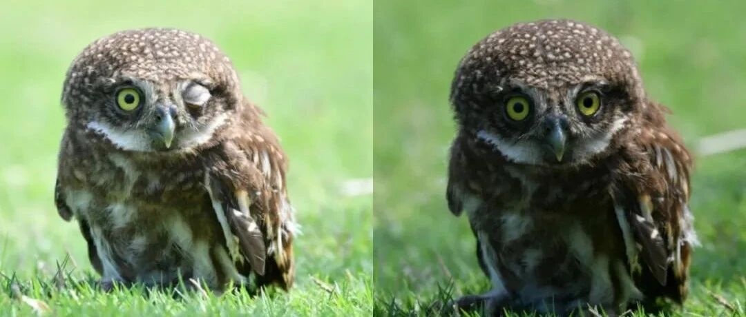 深圳有个“国宝级”明星火了，网友：好难追