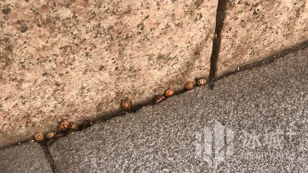 室内“醒”完室外“动”，冰城“花大姐”扎堆出洞！