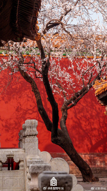 故宫春日壁纸上新了