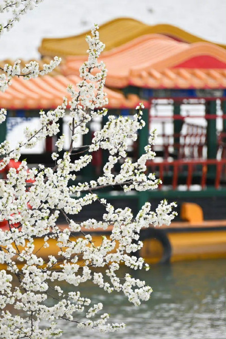 收藏转发！春天就是要到花海里去