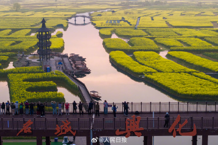 千垛水上油菜花进入观赏期