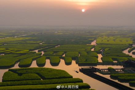 千垛水上油菜花进入观赏期