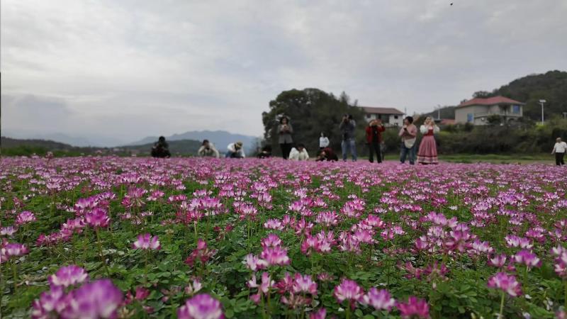 江西武宁:樱花、蓼子花竞相绽放 江西武宁:樱花、蓼子花竞相绽放