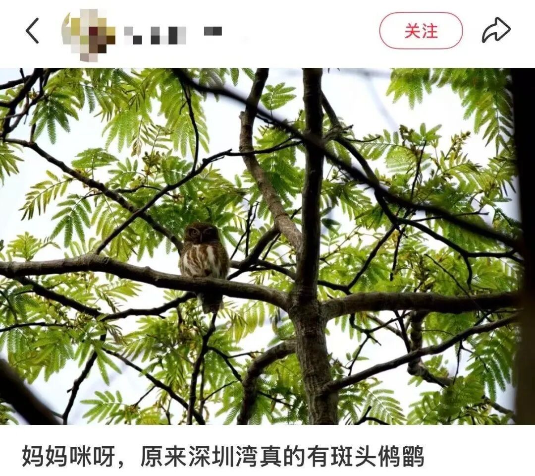 深圳有个“国宝级”明星火了，网友：好难追