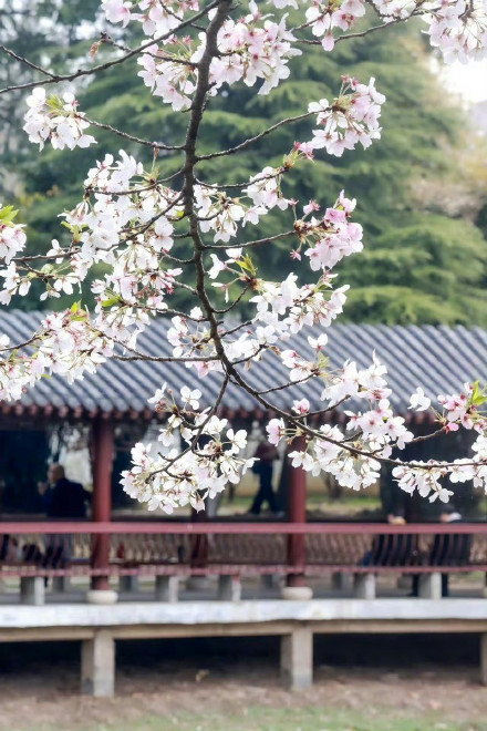 收藏转发！春天就是要到花海里去