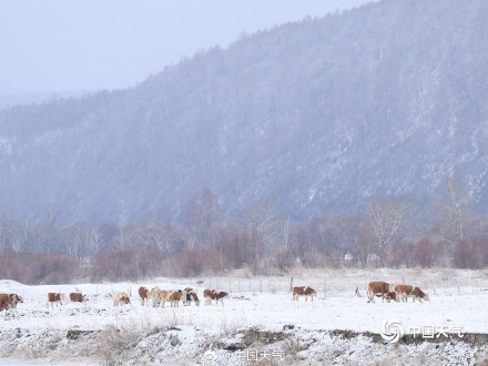 内蒙古迎降雪 呼伦贝尔牙克石大地一片银白