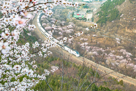 惊艳！北京春日限定花海列车上线