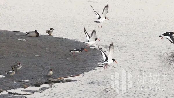 17只“胡萝卜嘴”小鸟扎堆松花江畔，让资深拍鸟人直呼罕见