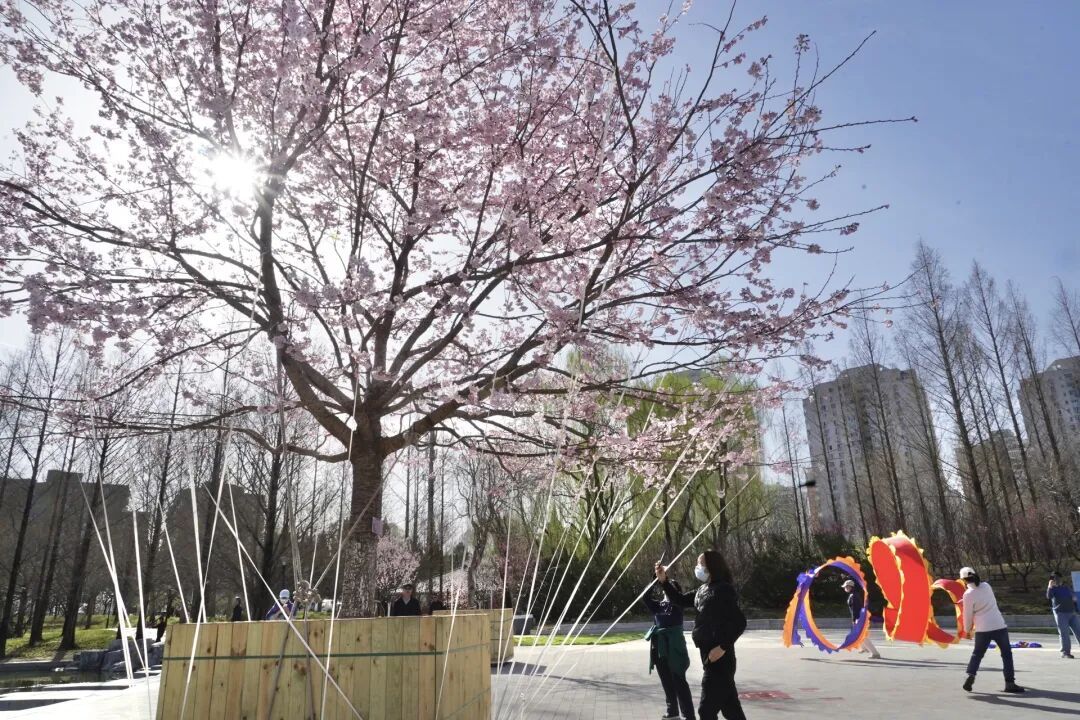 北京首条樱花河！北小河将开通水上巡游，最全攻略来了