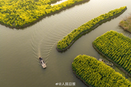 千垛水上油菜花进入观赏期