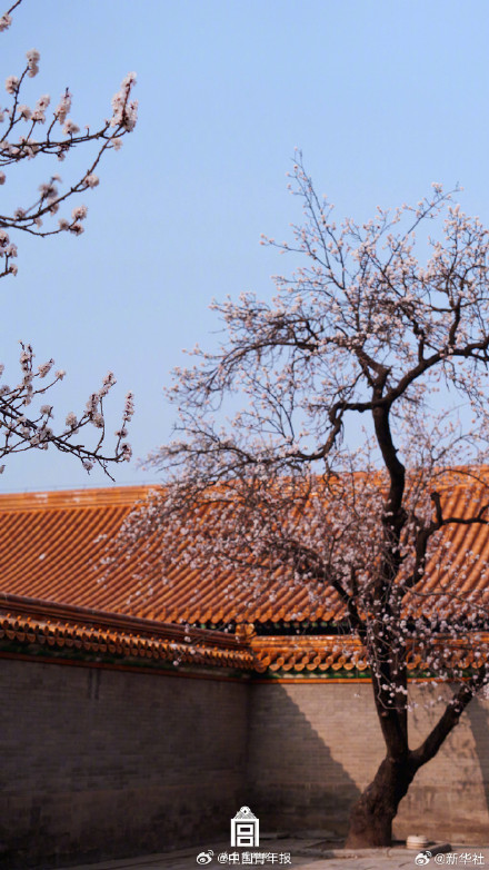 故宫春日壁纸上新了