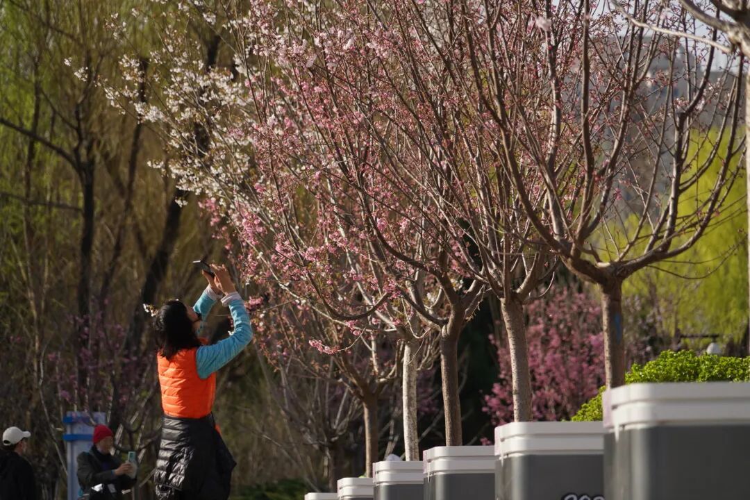 北京首条樱花河！北小河将开通水上巡游，最全攻略来了