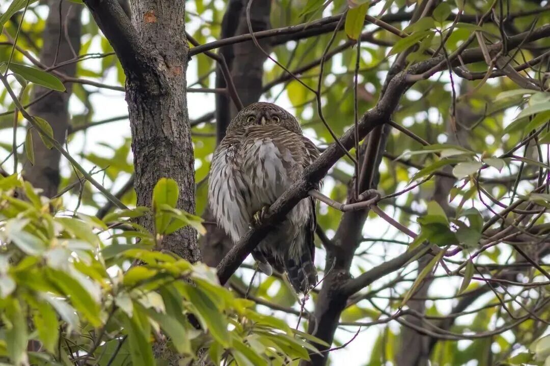 深圳有个“国宝级”明星火了，网友：好难追