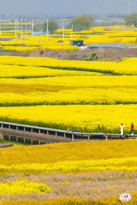 收藏转发！春天就是要到花海里去