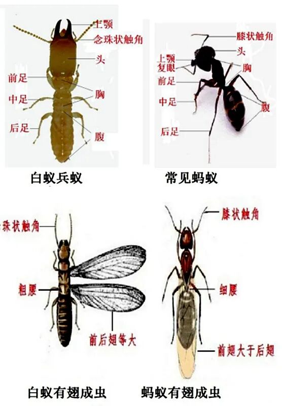 长沙进入白蚁分飞高峰期!提醒:切勿盲目使用杀虫剂喷杀或开水浇灌 长沙进入白蚁分飞高峰期!提醒:切勿盲目使用杀虫剂喷杀或开水浇灌