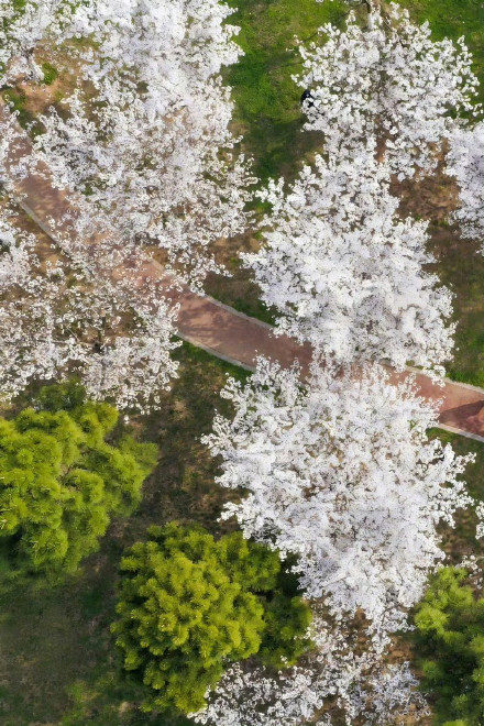 收藏转发！春天就是要到花海里去