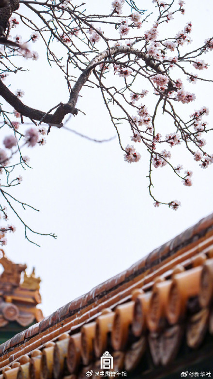 故宫春日壁纸上新了