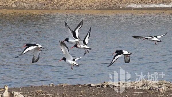 17只“胡萝卜嘴”小鸟扎堆松花江畔，让资深拍鸟人直呼罕见